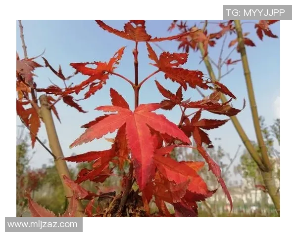 初次熔断！成都锦城队主场迎战巴中红叶队，21133名球迷热心点着初冬赛场